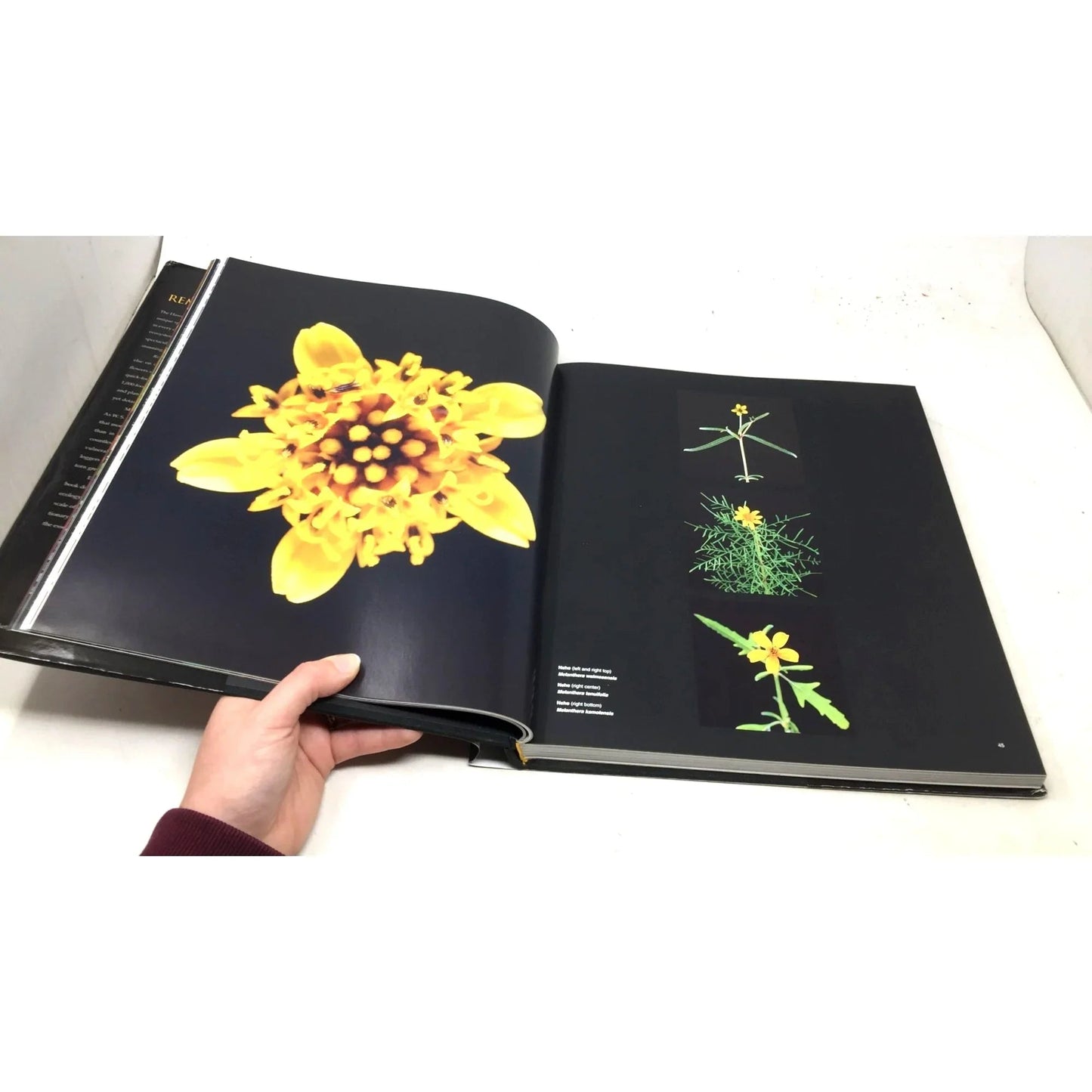 'Remains of a Rainbow: Rare Plants and Animals of Hawaii' by David Liittschwager and Susan Middleton - David Liittschwager and Susan Middleton - Vintage Books - A+ Stuff