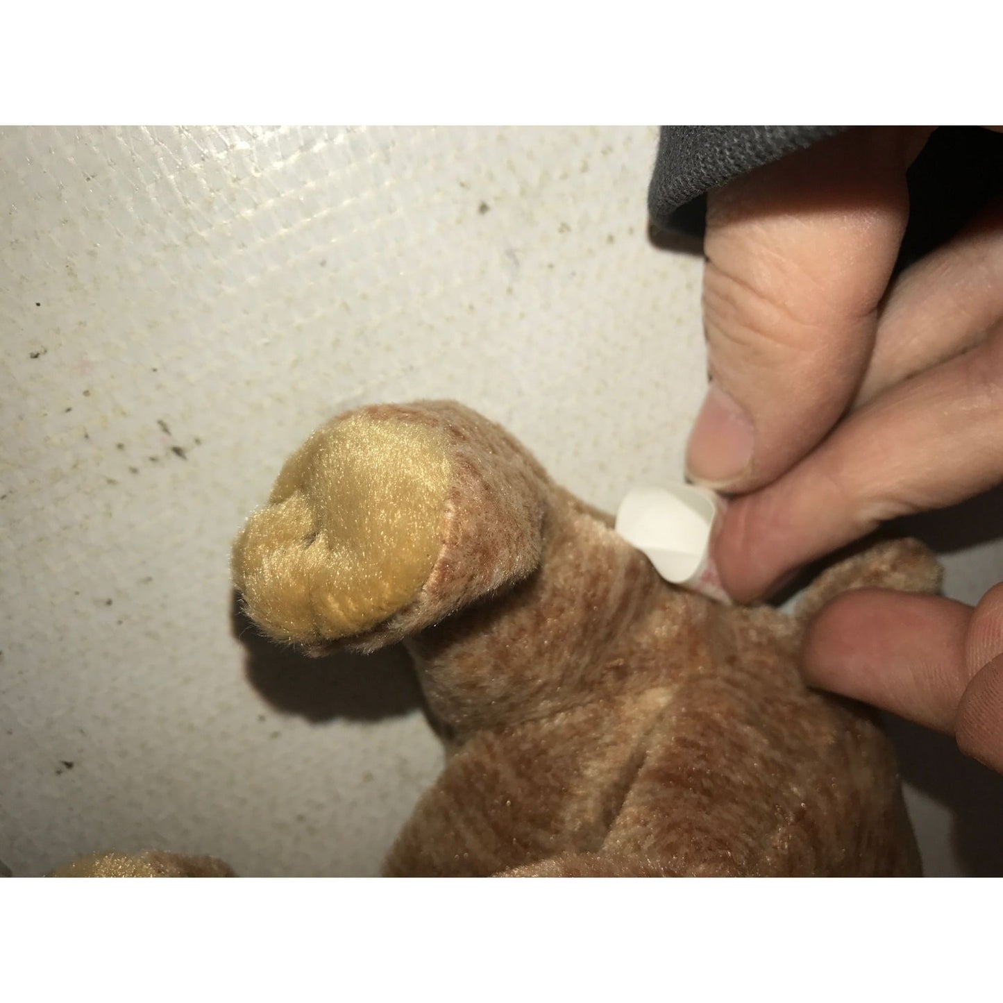 1999 Pecan the Bear Beanie Baby TY Beanie Baby  A+ Stuff Plush Toys / Stuffed Animals