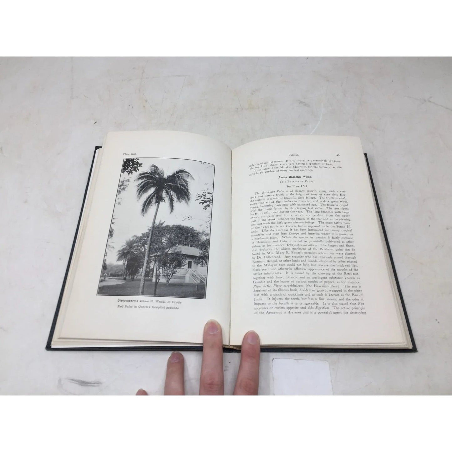 The Ornamental Trees of Hawaii by J. F. Rock - A+ Stuff - Books - A+ Stuff