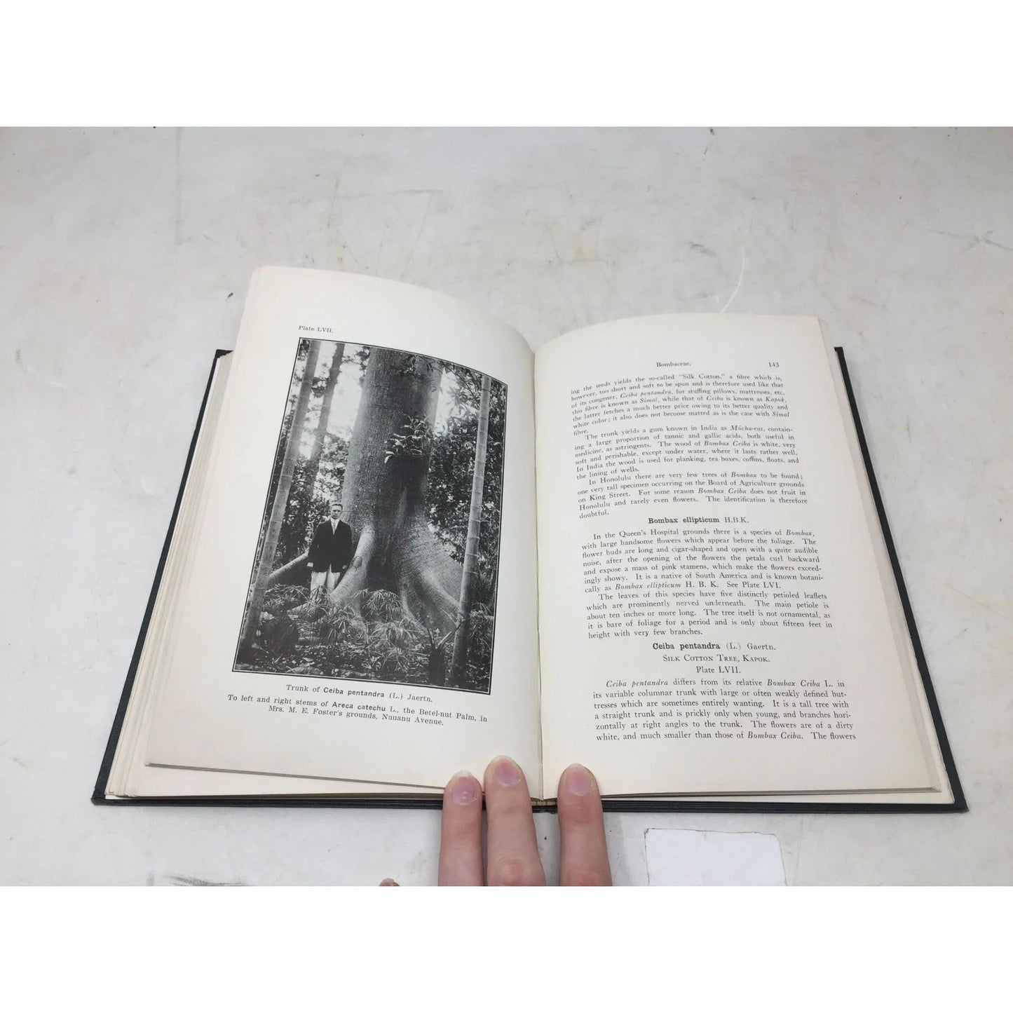 The Ornamental Trees of Hawaii by J. F. Rock - A+ Stuff - Books - A+ Stuff