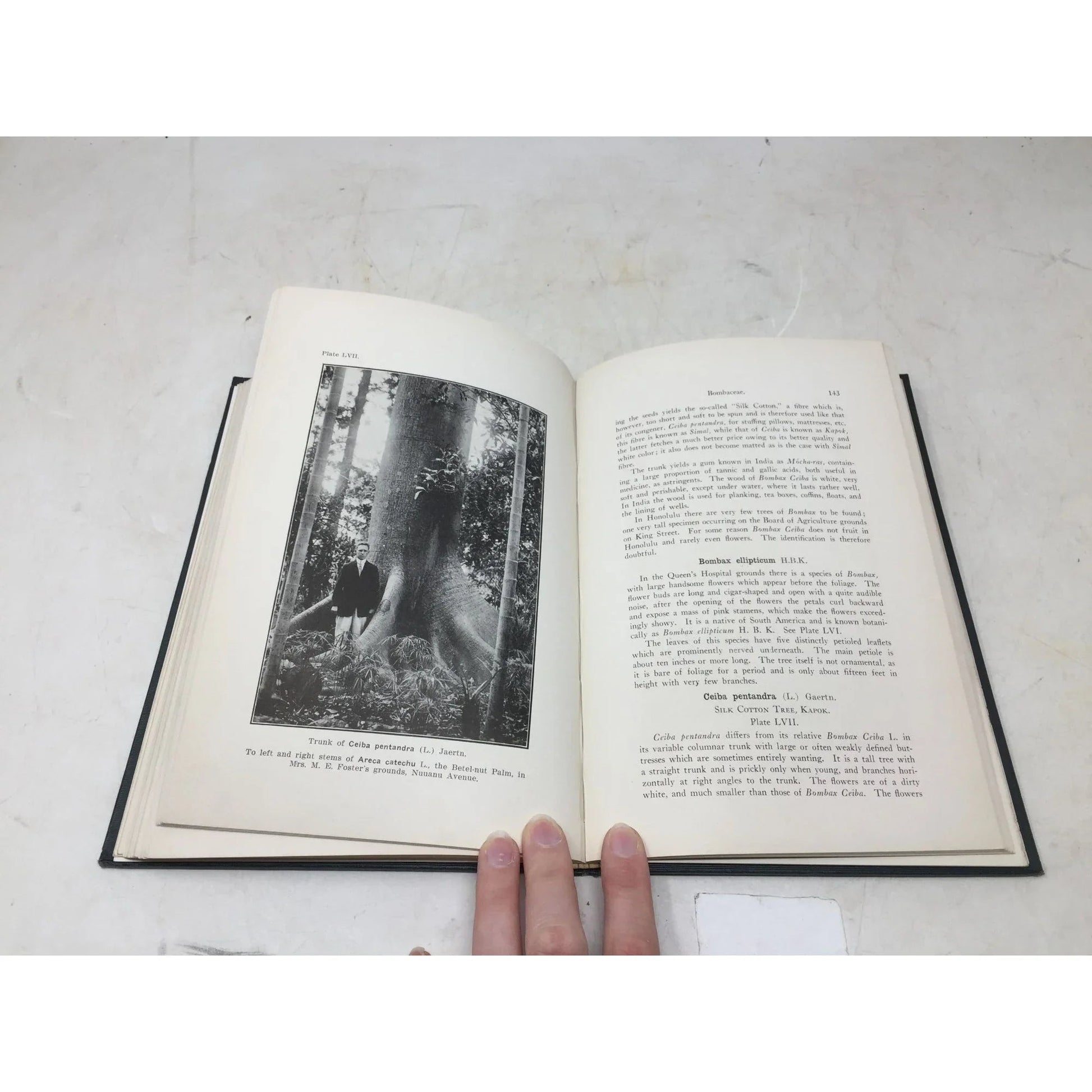 The Ornamental Trees of Hawaii by J. F. Rock - A+ Stuff - Books - A+ Stuff