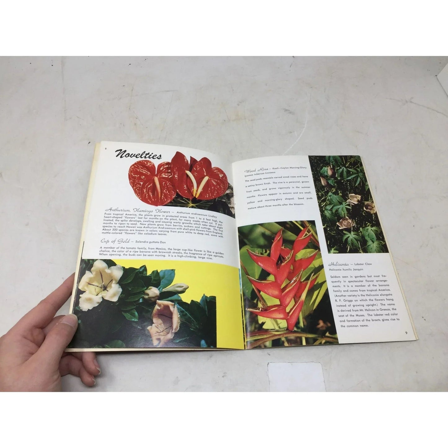 Vintage Book ''Hawaii's Flowers Plants & Fruits'' - A+ Stuff - Books - A+ Stuff