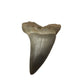 Vintage Collectible Shark Tooth Fossil - A+ Stuff - Collectibles - A+ Stuff