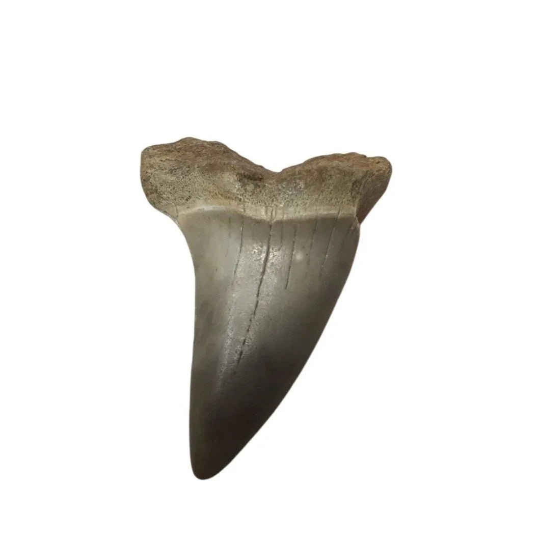 Vintage Collectible Shark Tooth Fossil - A+ Stuff - Collectibles - A+ Stuff