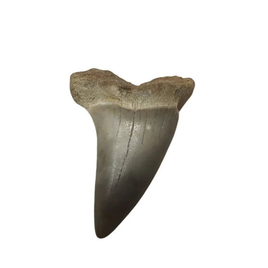 Vintage Collectible Shark Tooth Fossil - A+ Stuff - Collectibles - A+ Stuff