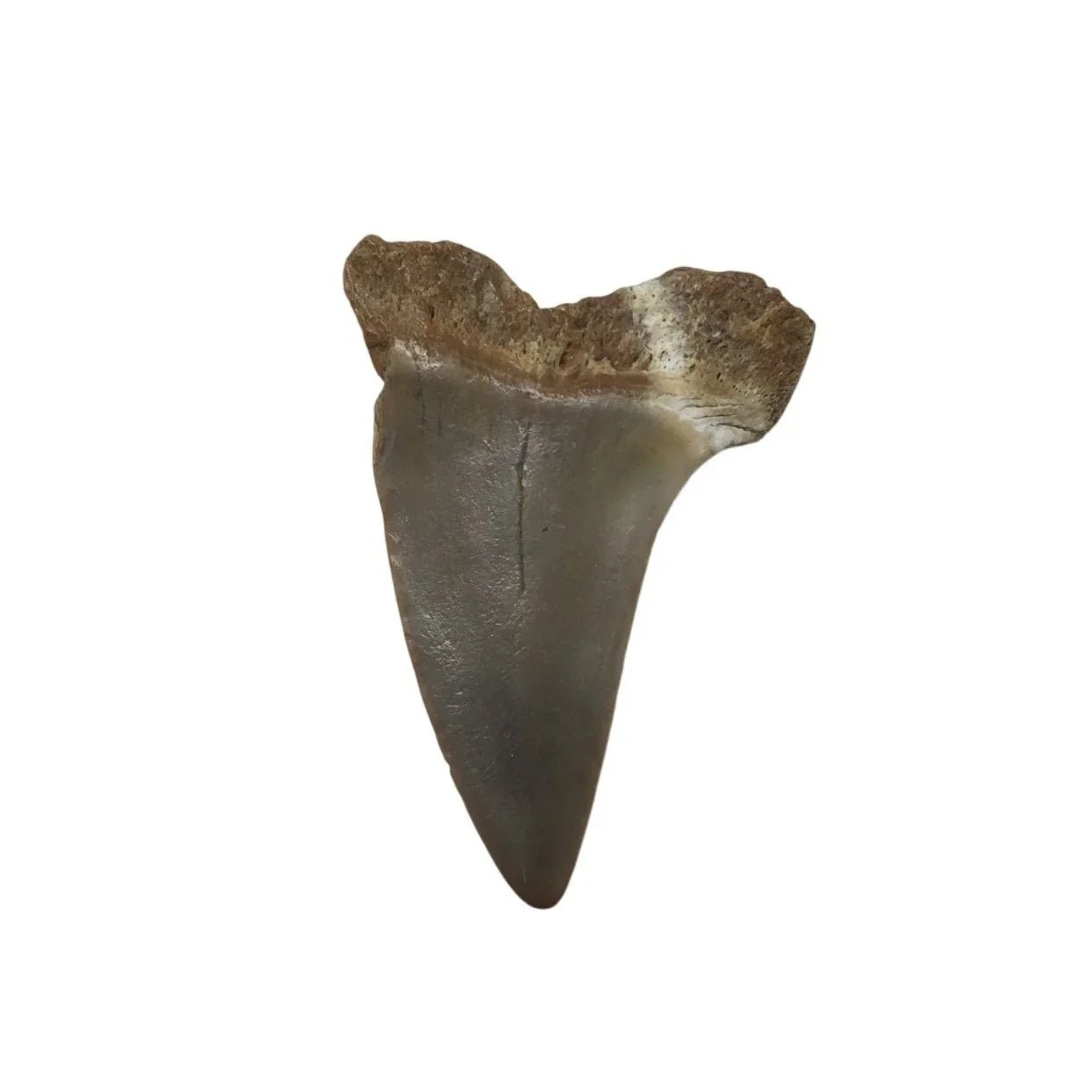 Vintage Collectible Shark Tooth Fossil - A+ Stuff - Collectibles - A+ Stuff