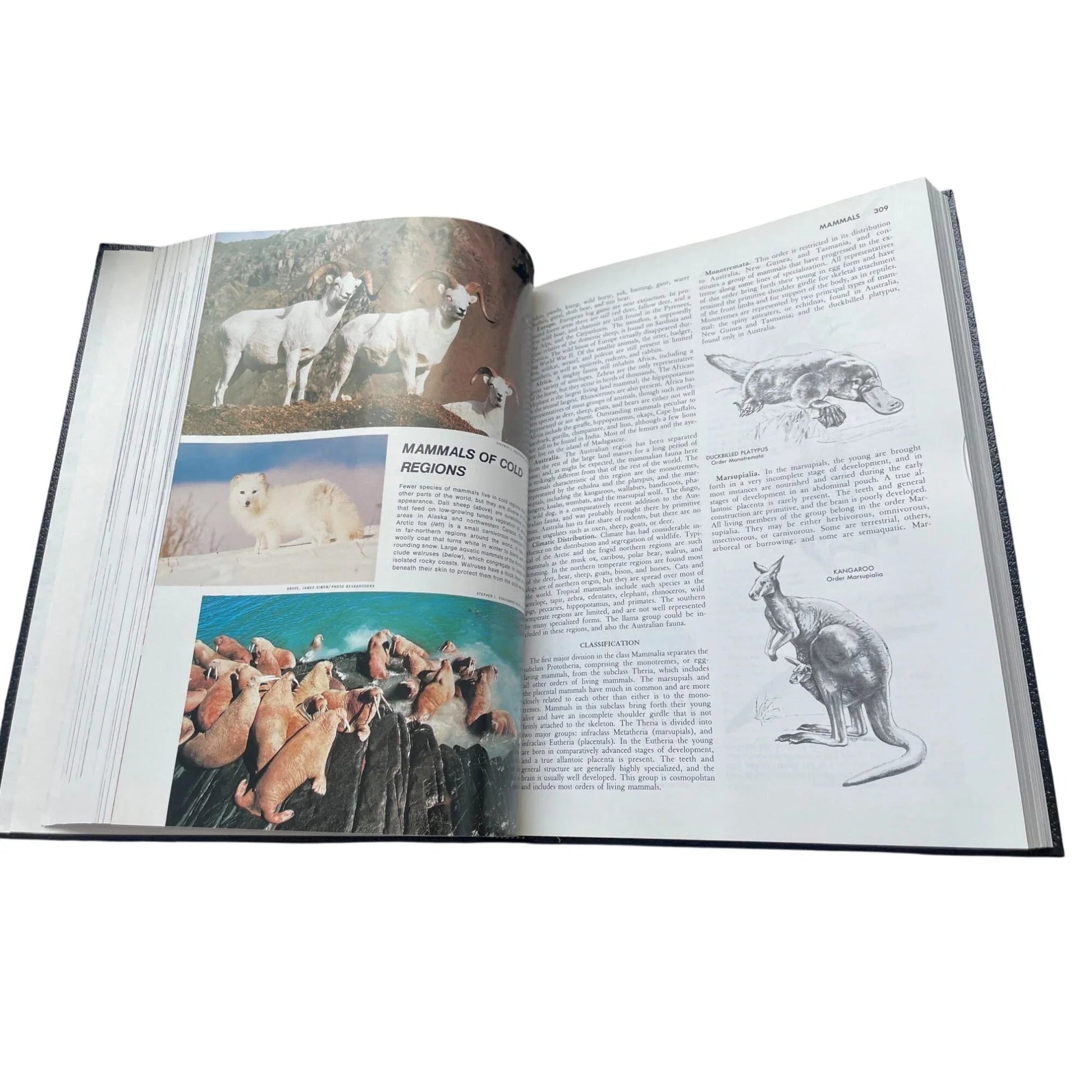 Vintage Collier's Encyclopedia Volume 15 with Bibliography and Index - A+ Stuff - Books - A+ Stuff