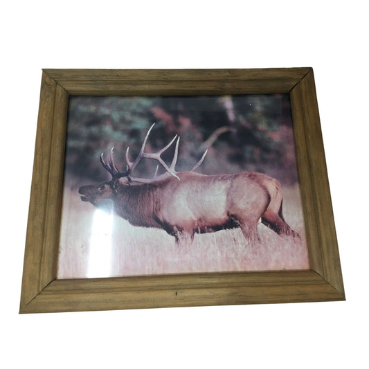 Wildlife Photo of Elk in Wild. Nature Photo Frame