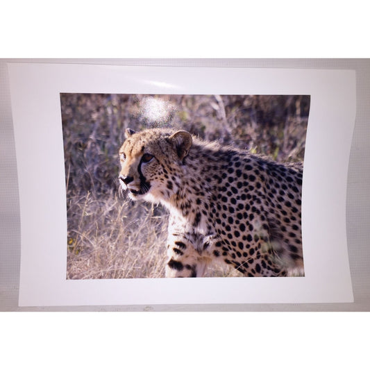 Cheetah photo print 16 x 12 wildlife africa photography wild cat - Sepia Tone Wildllife Photography