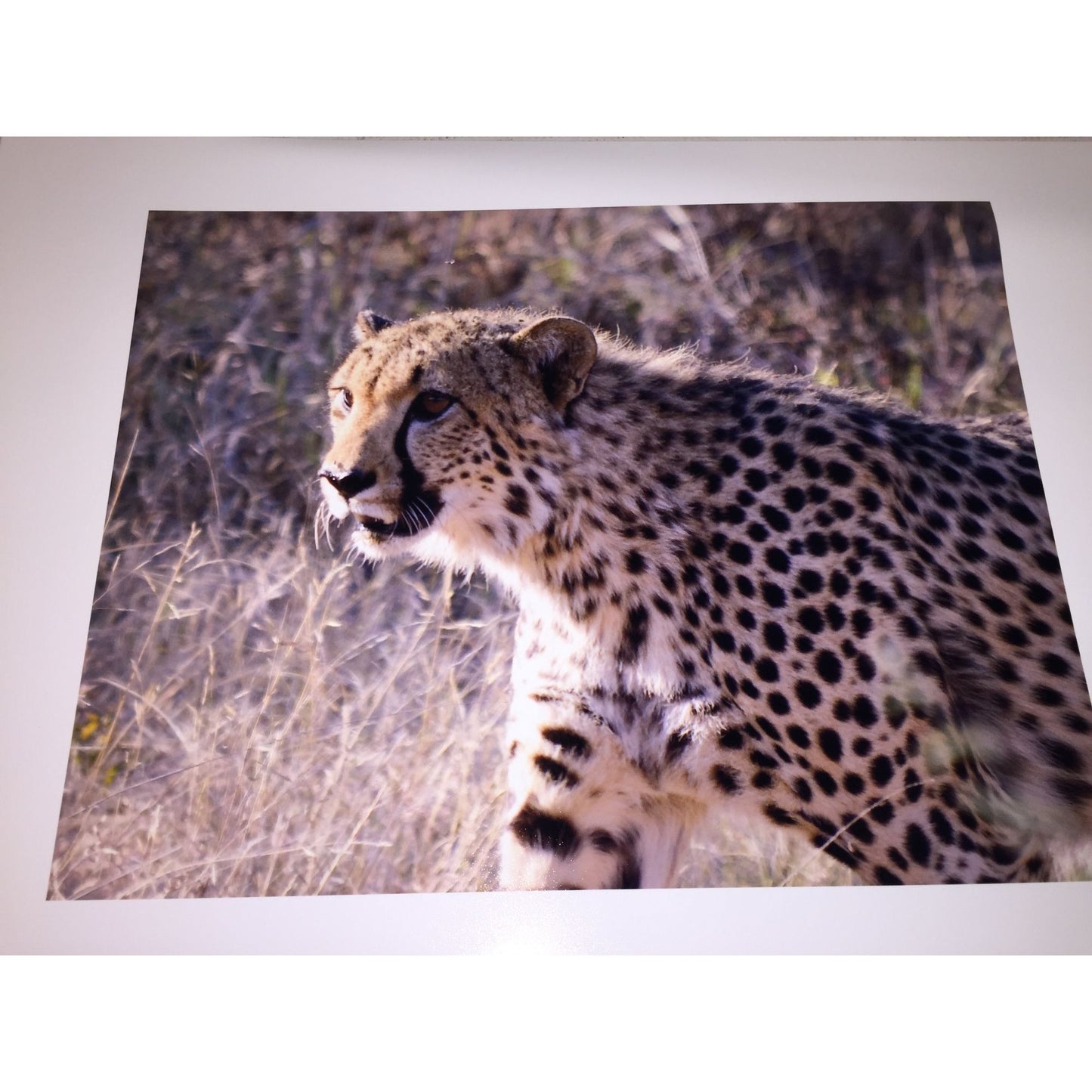 Cheetah photo print 16 x 12 wildlife africa photography wild cat - Sepia Tone Wildllife Photography