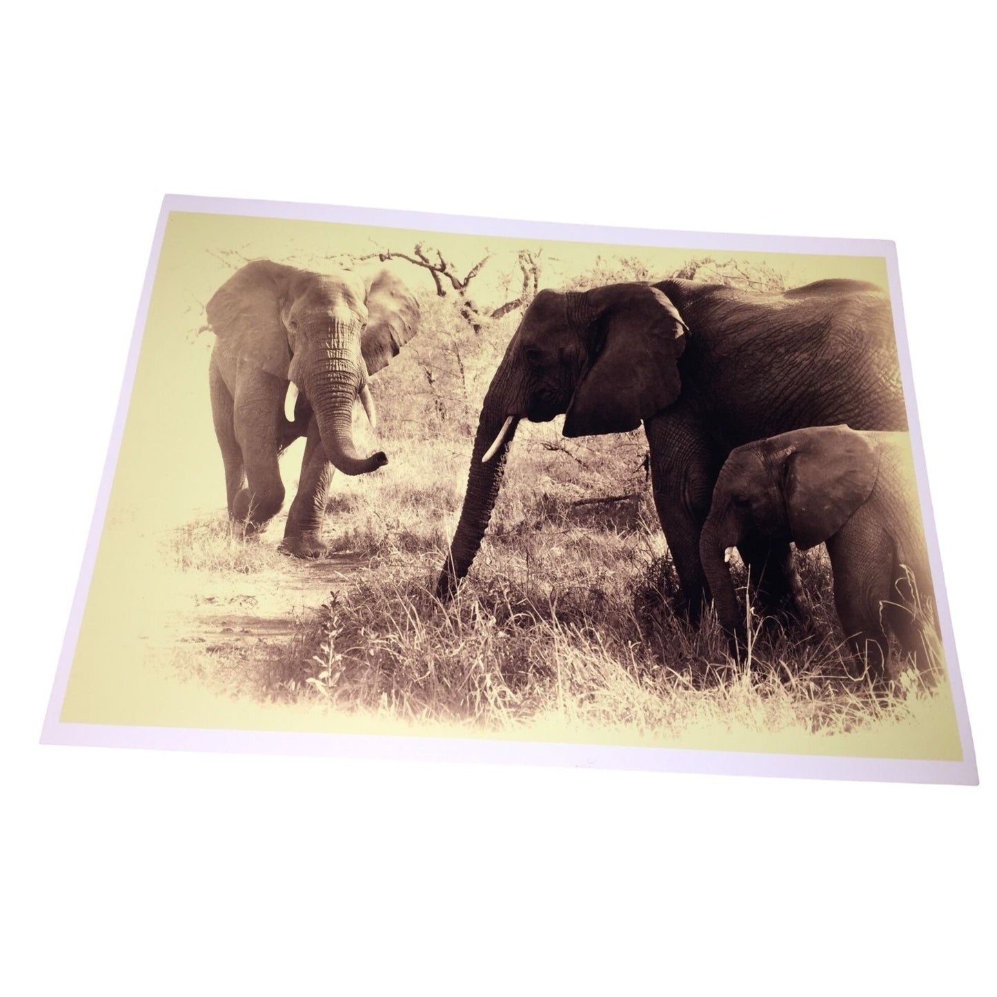 Beautiful Sepia Tone Elephant Photo Print -  Adult and Juvenile Elephant 16 x 11.5 Wildlife Africa Photography