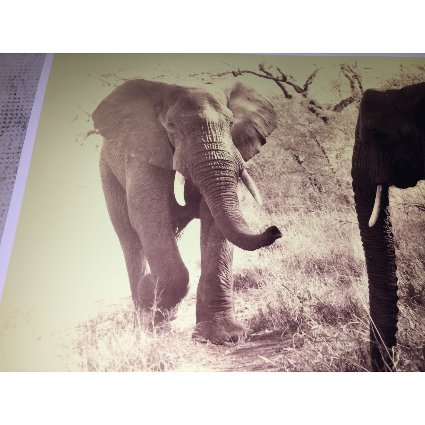 Beautiful Sepia Tone Elephant Photo Print -  Adult and Juvenile Elephant 16 x 11.5 Wildlife Africa Photography