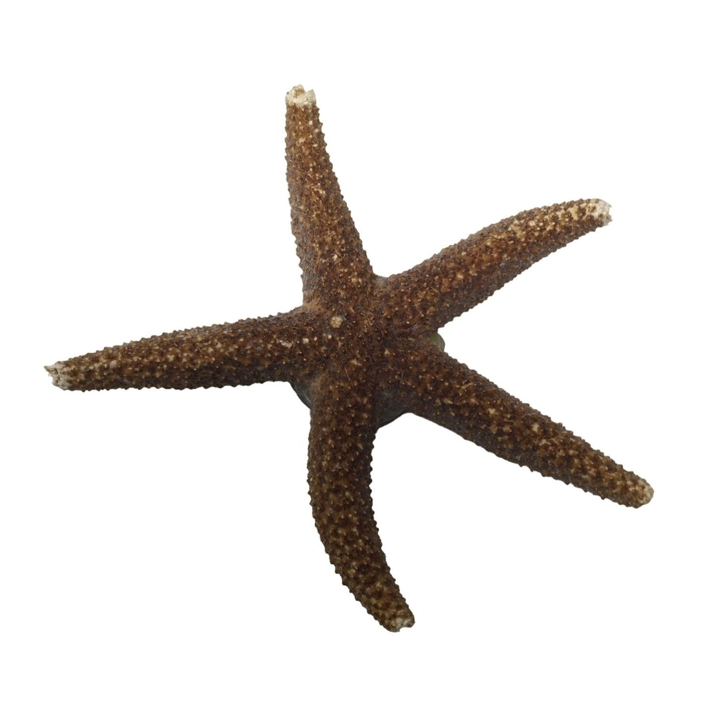 Starfish Magnet Decor - Beach Collectible Souvenir Momento