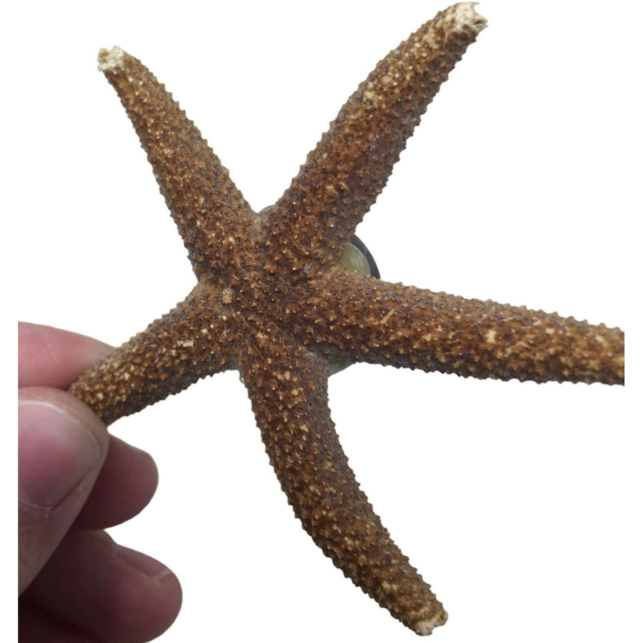 Starfish Magnet Decor - Beach Collectible Souvenir Momento