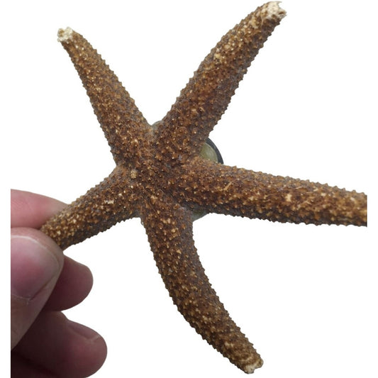 Starfish Magnet Decor - Beach Collectible Souvenir Momento