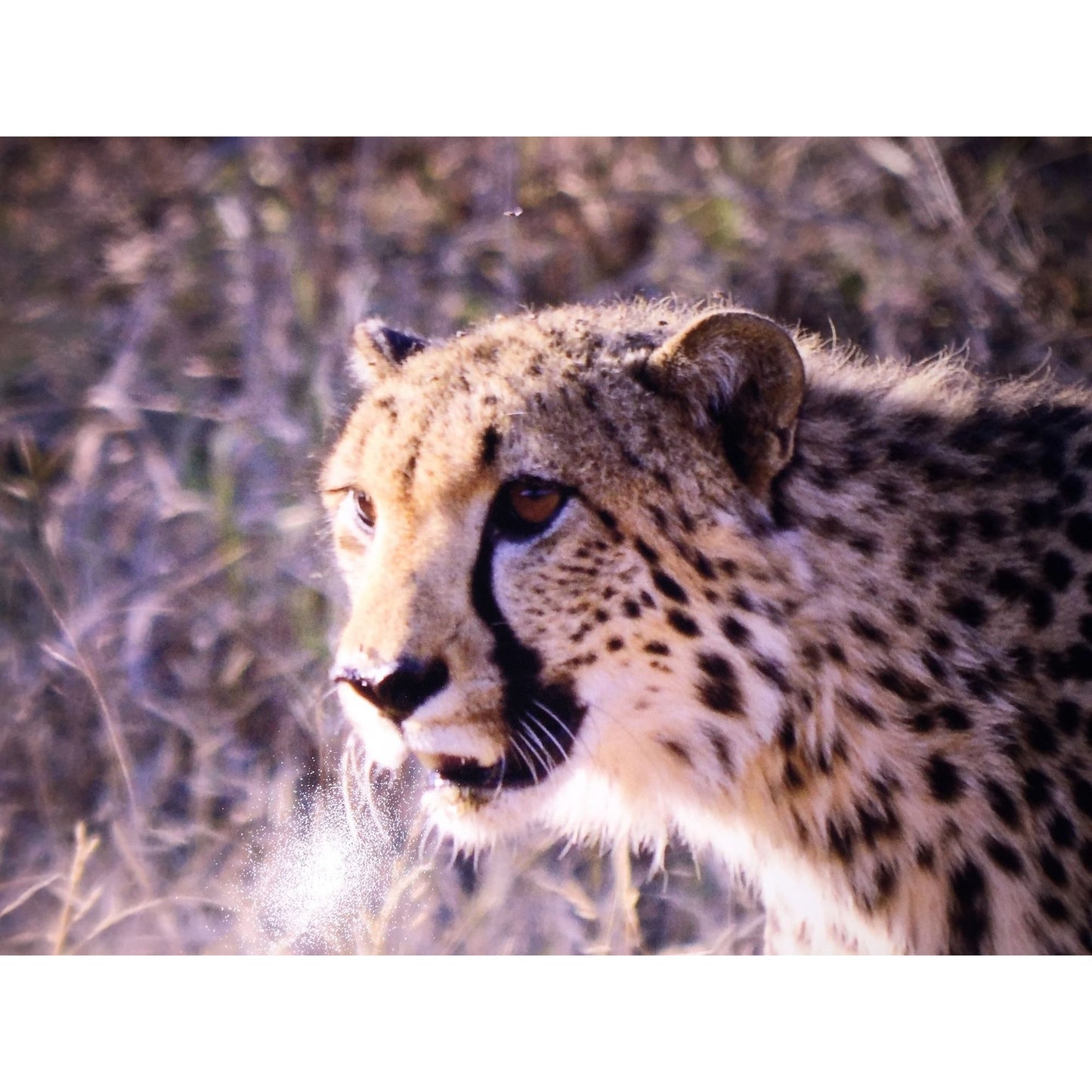 Cheetah photo print 16 x 12 wildlife africa photography wild cat - Sepia Tone Wildllife Photography