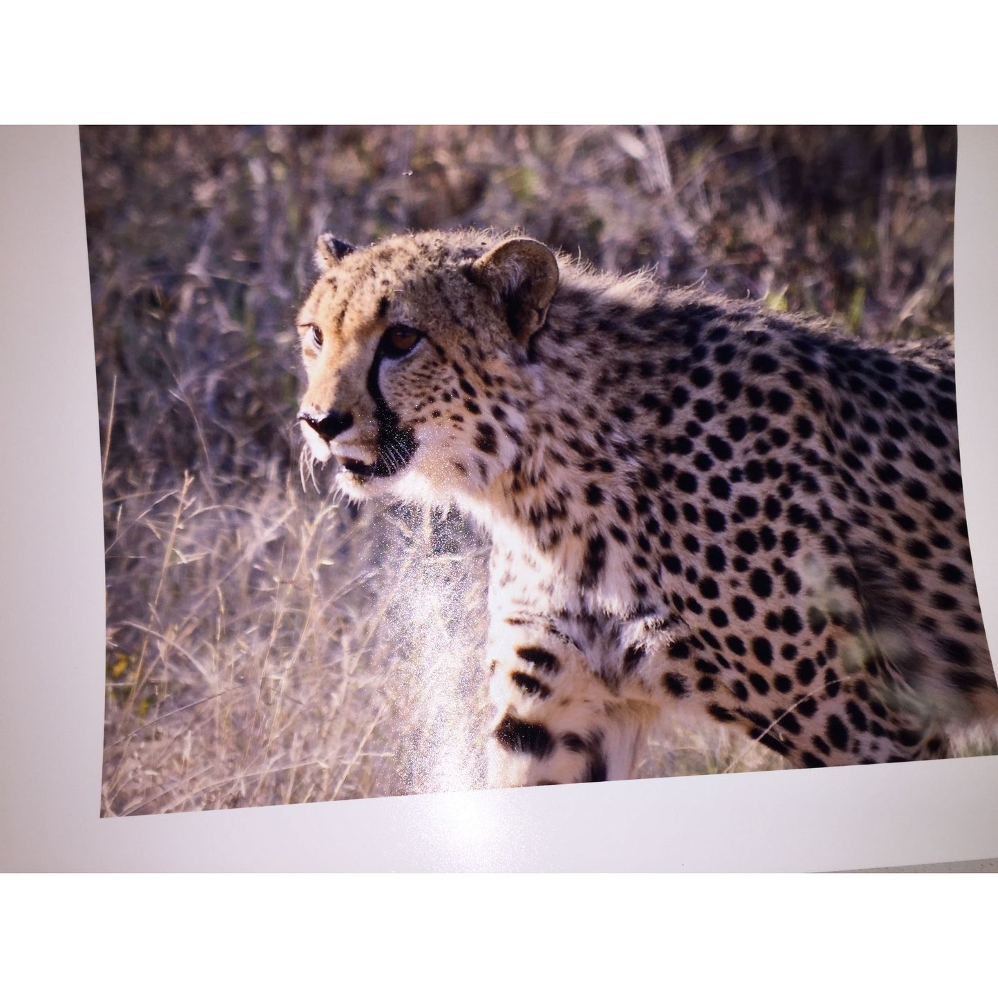 Cheetah photo print 16 x 12 wildlife africa photography wild cat - Sepia Tone Wildllife Photography