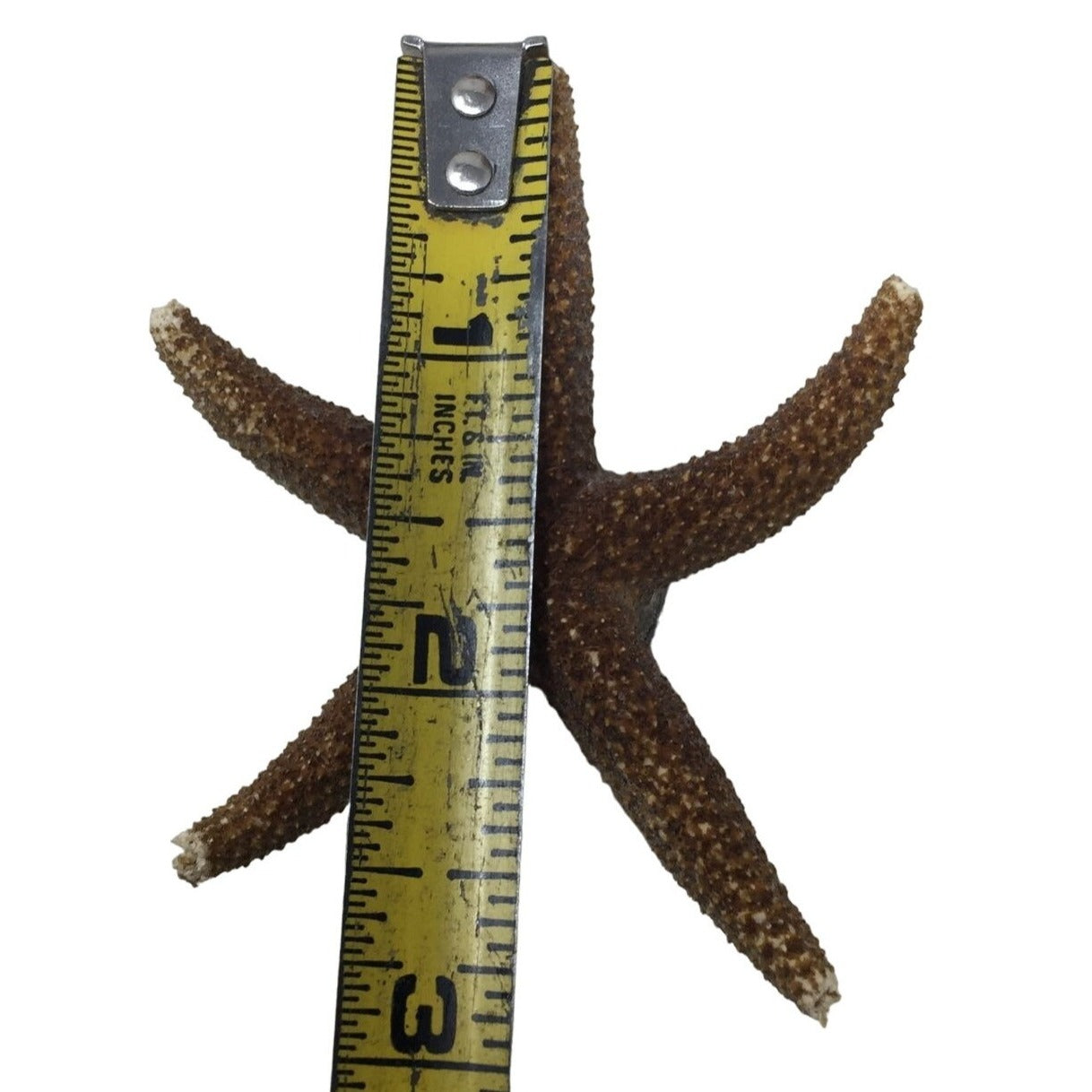 Starfish Magnet Decor - Beach Collectible Souvenir Momento