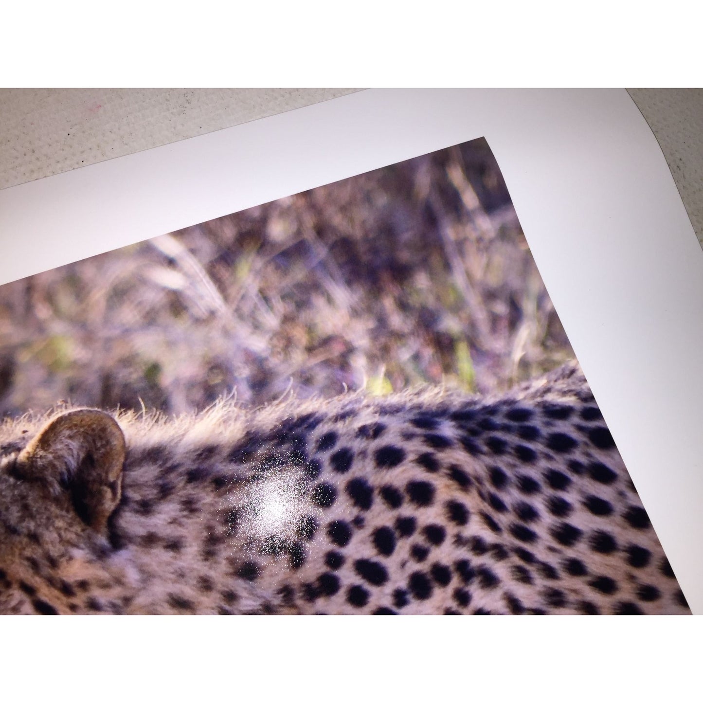 Cheetah photo print 16 x 12 wildlife africa photography wild cat - Sepia Tone Wildllife Photography