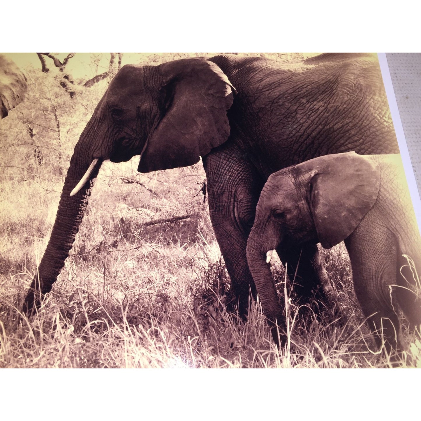 Beautiful Sepia Tone Elephant Photo Print -  Adult and Juvenile Elephant 16 x 11.5 Wildlife Africa Photography