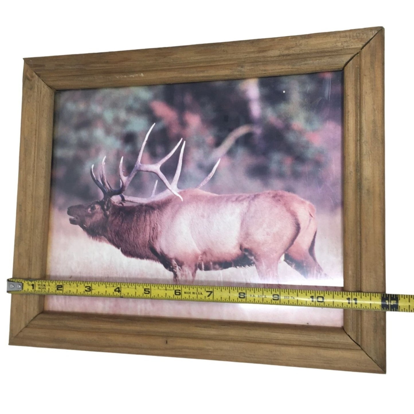 Wildlife Photo of Elk in Wild. Nature Photo Frame