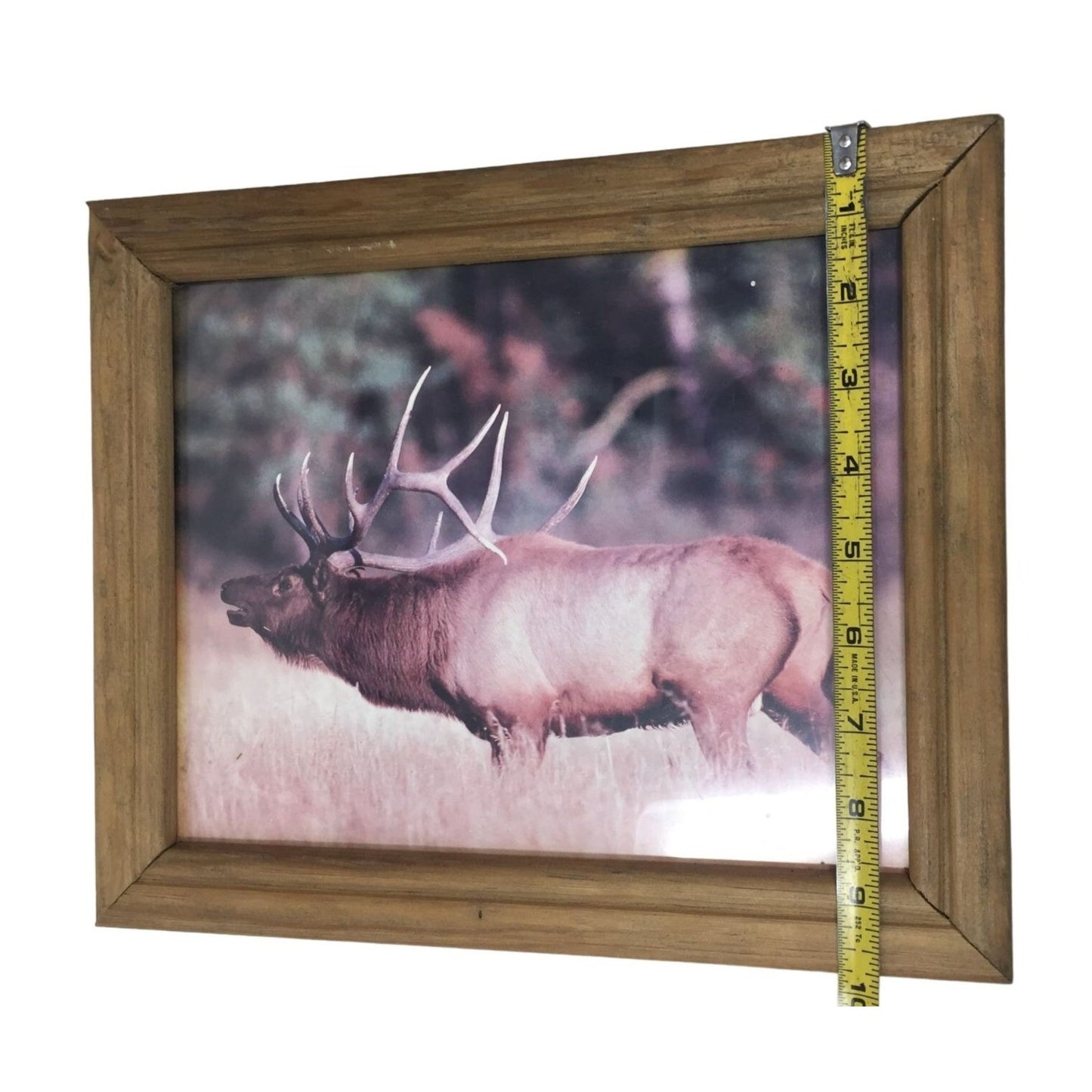 Wildlife Photo of Elk in Wild. Nature Photo Frame