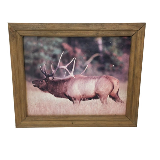 Wildlife Photo of Elk in Wild. Nature Photo Frame